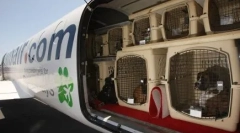 Transport kotów w samolocie: jak transportować zwierzęta